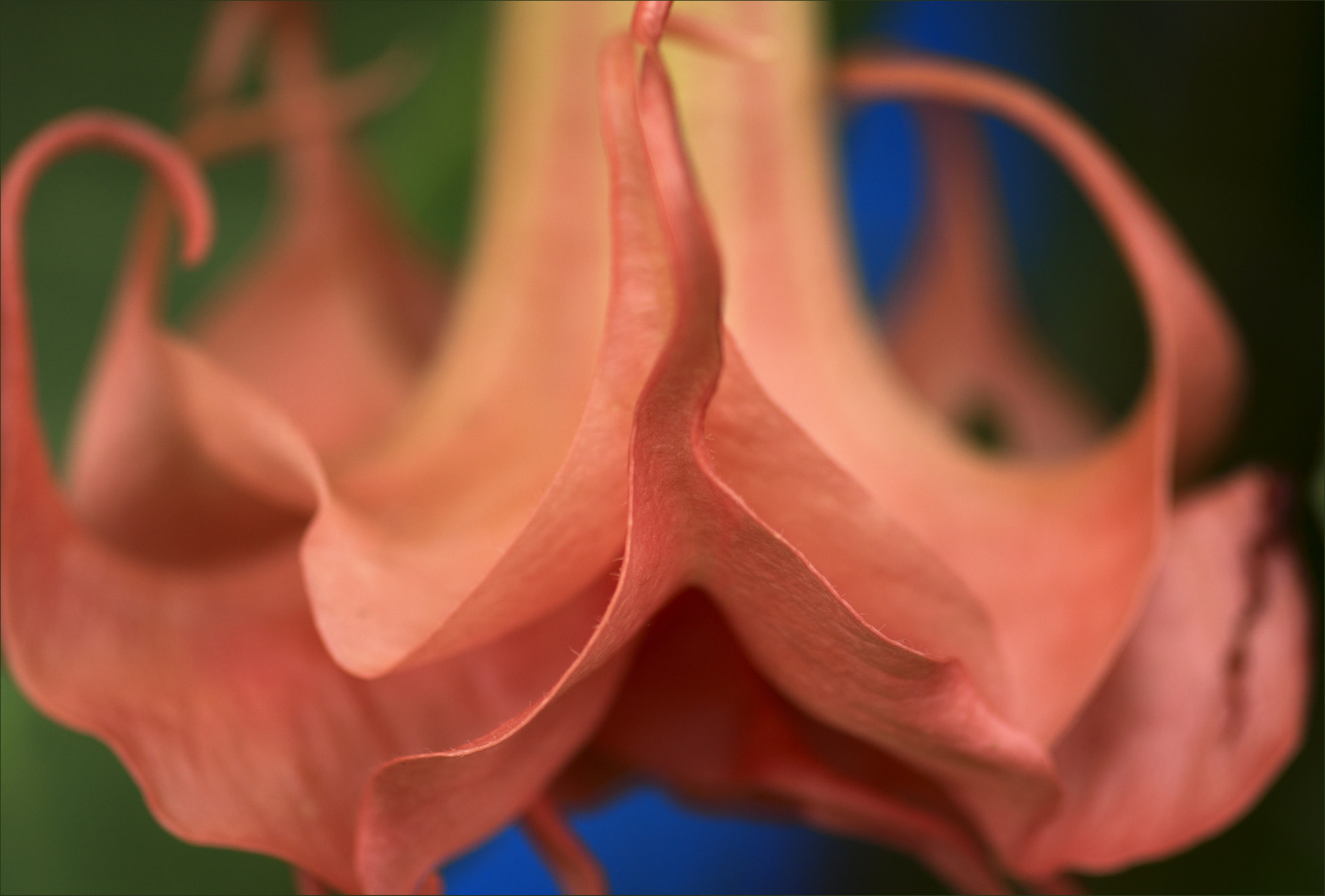 Sony SLT-A65 (SLT-A65V) + Sigma 30mm F1.4 EX DC HSM sample photo. Witch's hat? photography