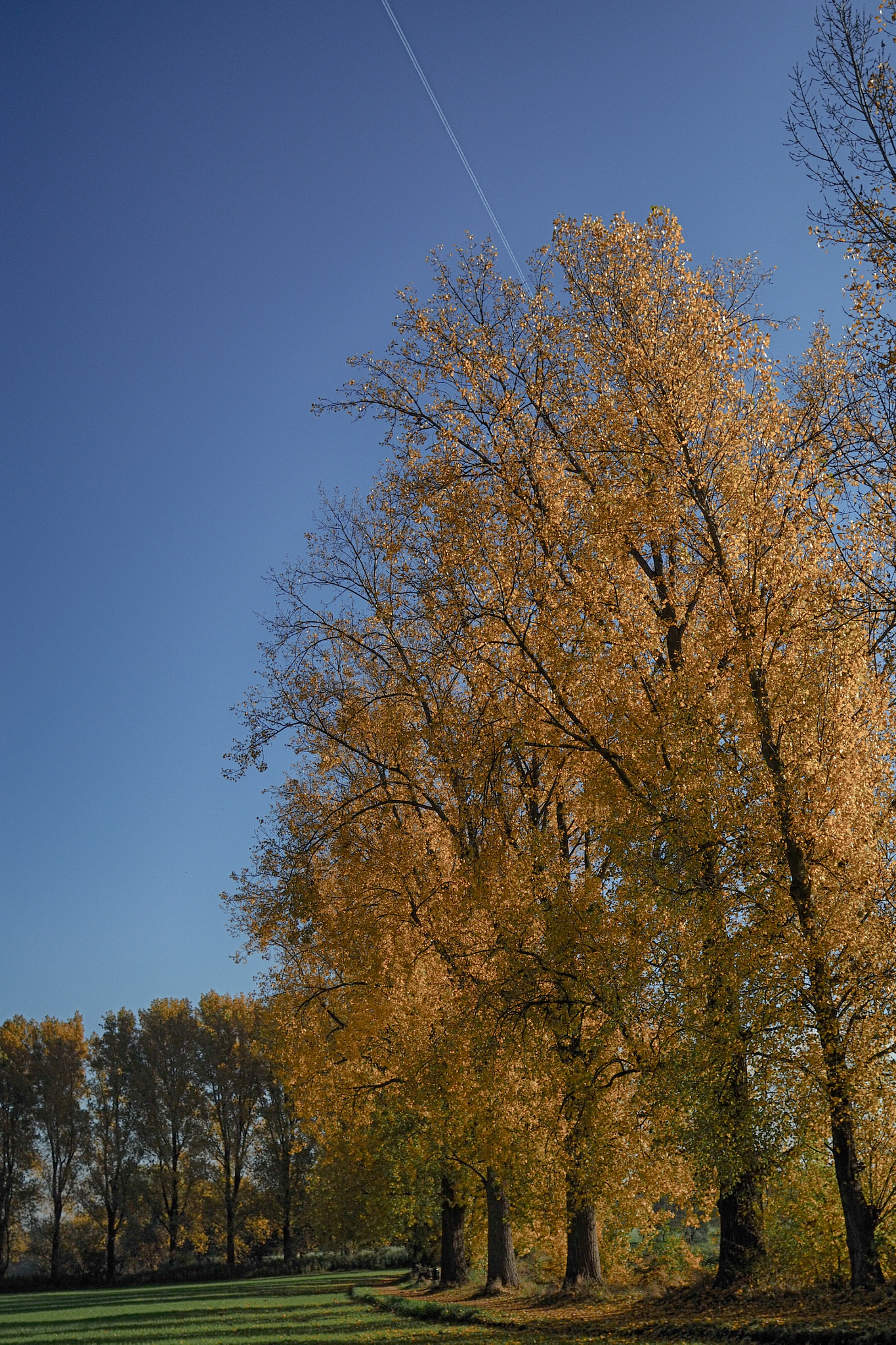 Sigma 19mm F2.8 EX DN sample photo. Indian summer am niederrhein... photography