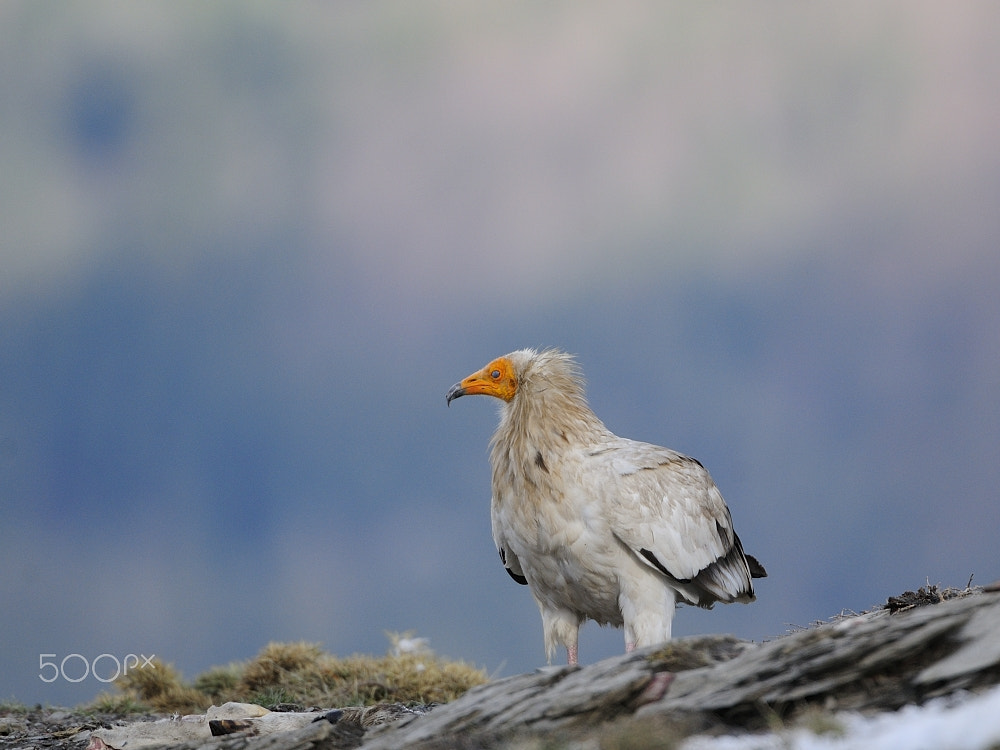 Nikon D300 + Nikon AF-S Nikkor 200-400mm F4G ED-IF VR sample photo. Aufrany(neophron pernopterus) photography