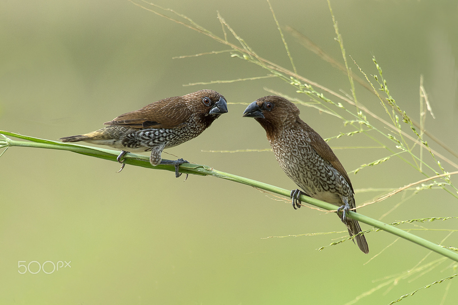 Nikon AF-S Nikkor 400mm F2.8G ED VR II sample photo. Scaly breasted munia pair photography
