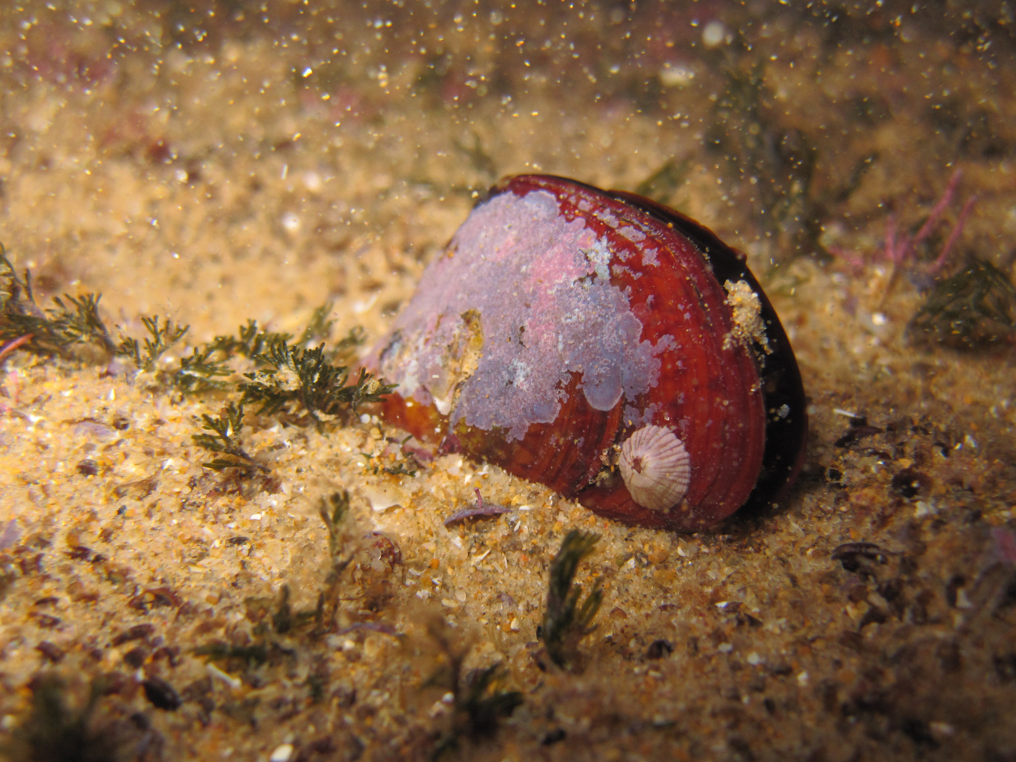 Canon PowerShot SD780 IS (Digital IXUS 100 IS / IXY Digital 210 IS) sample photo. Subtidal perna perna tunisia photography