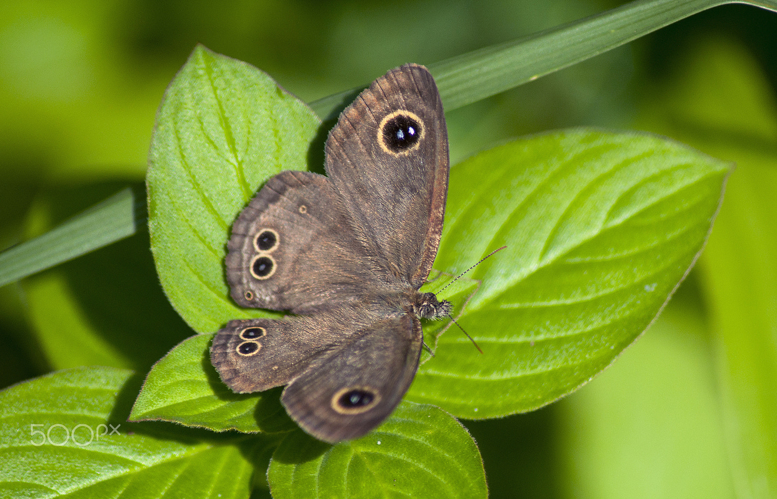 Nikon D90 sample photo. Butterfly … ypthima baldus (female) photography