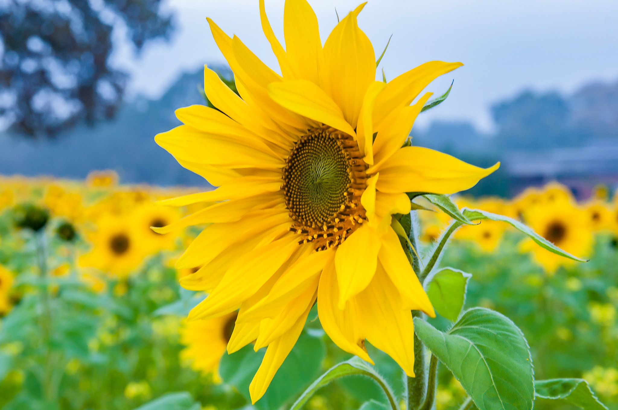 Sigma 17-50mm F2.8 EX DC OS HSM sample photo. Zonnebloem 1 photography