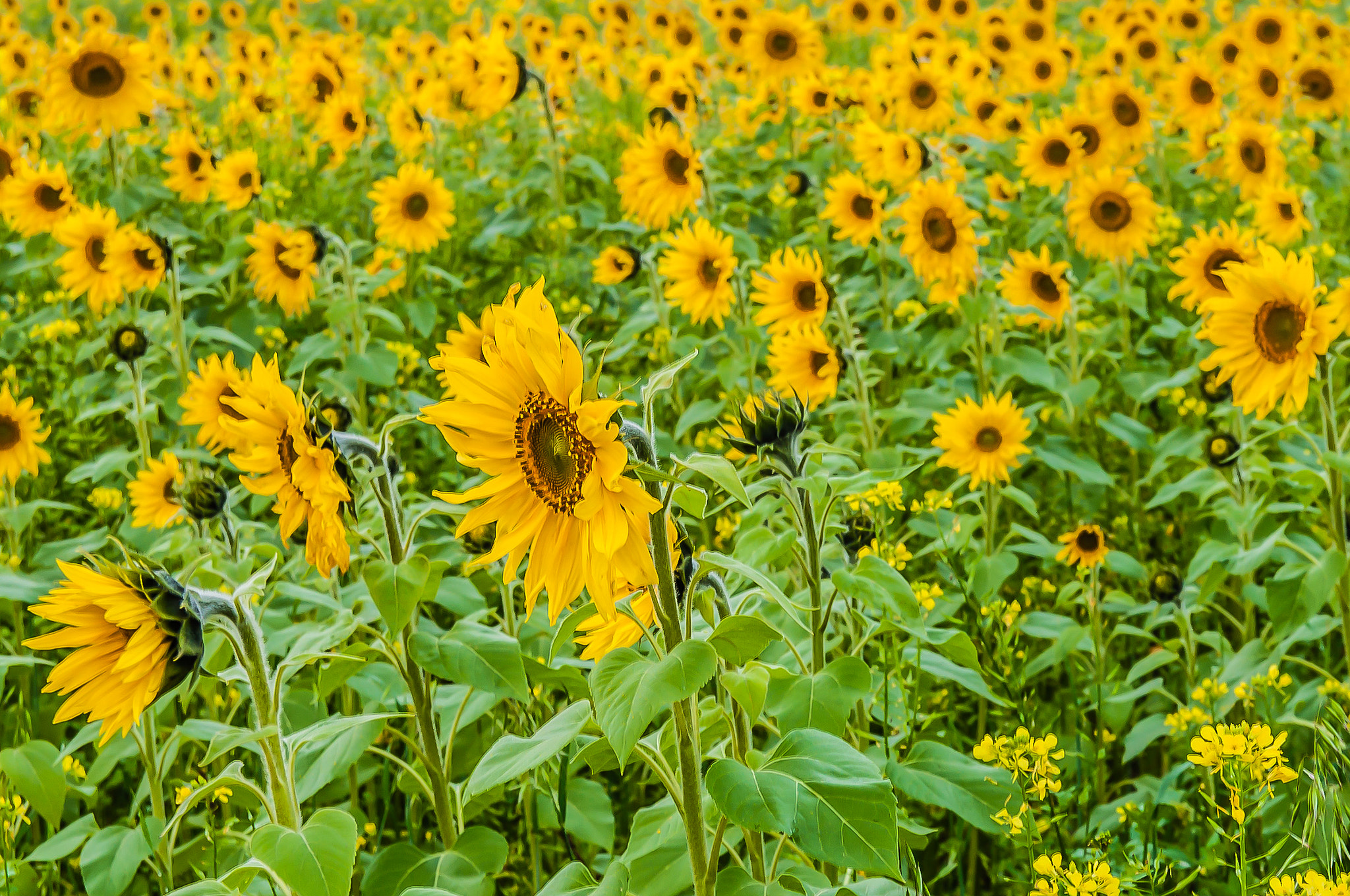 Sigma 17-50mm F2.8 EX DC OS HSM sample photo. Zonnebloemveld photography
