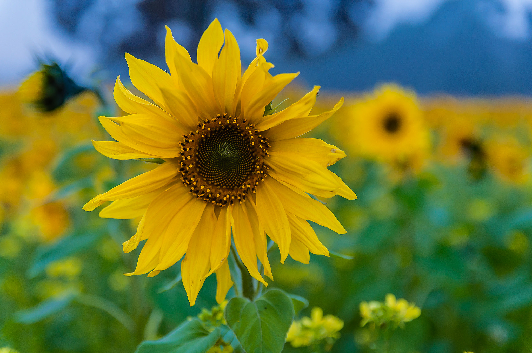 Sigma 17-50mm F2.8 EX DC OS HSM sample photo. Zonnebloem 2 photography