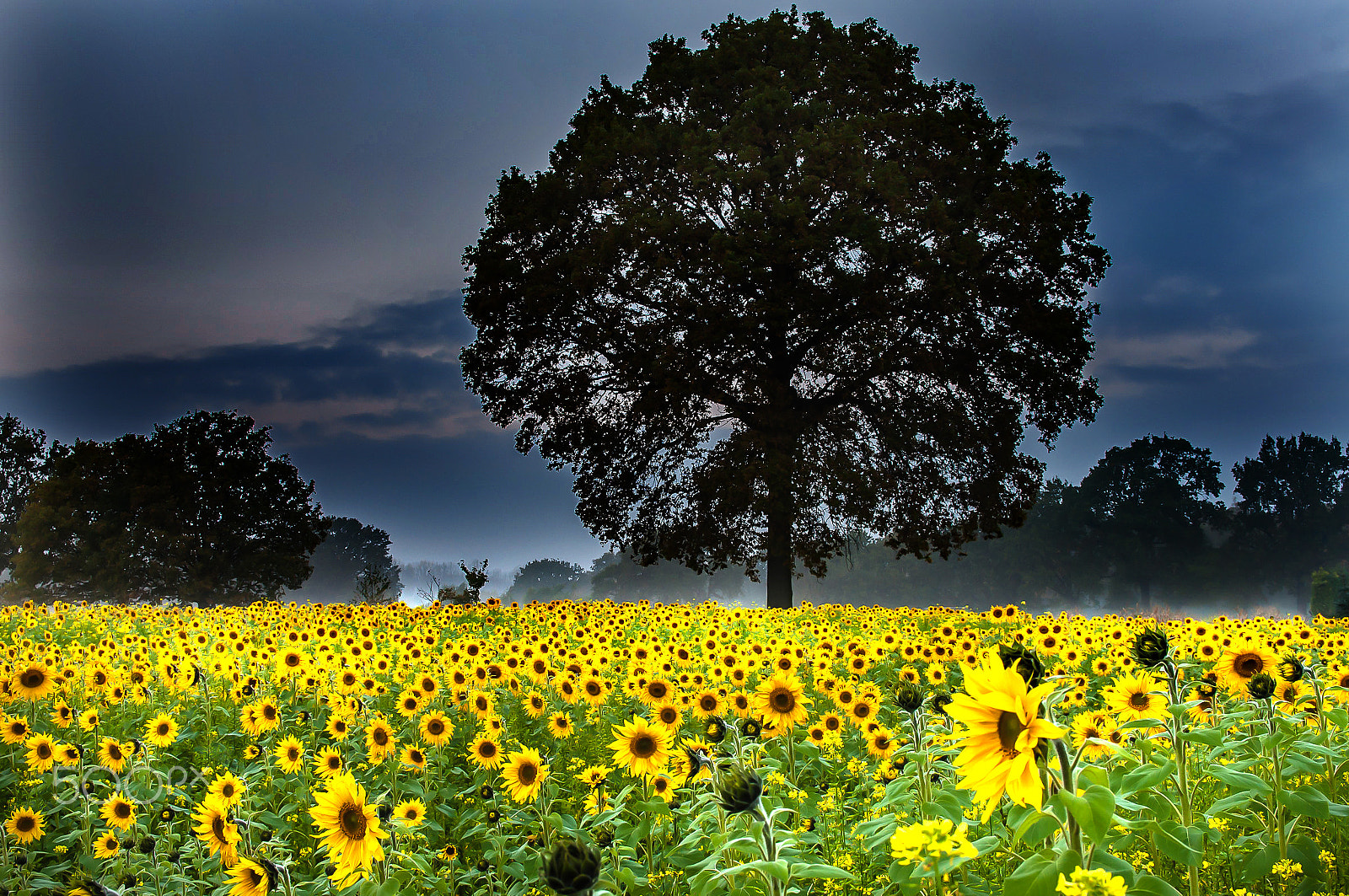 Sigma 17-50mm F2.8 EX DC OS HSM sample photo. Zonnebloem en boom photography