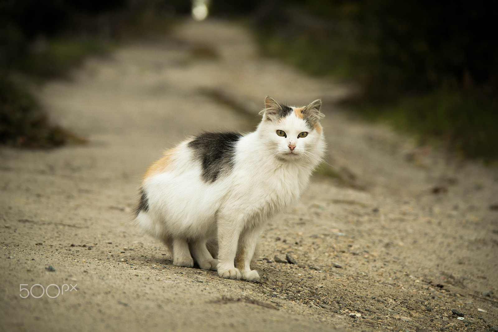 Samsung NX200 sample photo. Street cat in the village photography