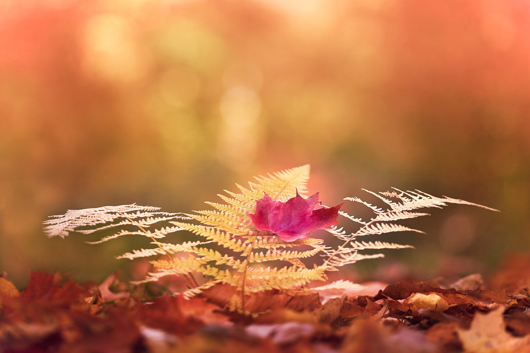 Fujifilm X-T10 + Fujifilm XF 90mm F2 R LM WR sample photo