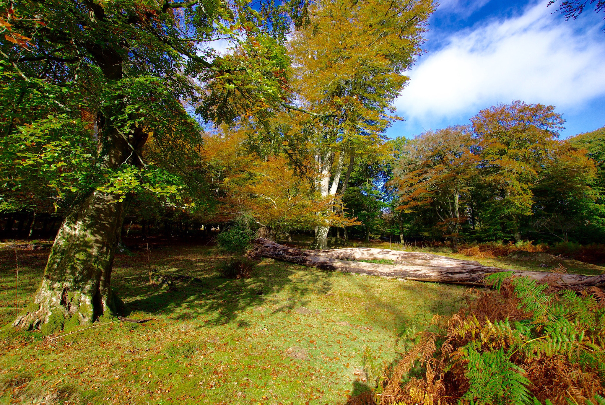 Pentax K10D sample photo. Autumn photography