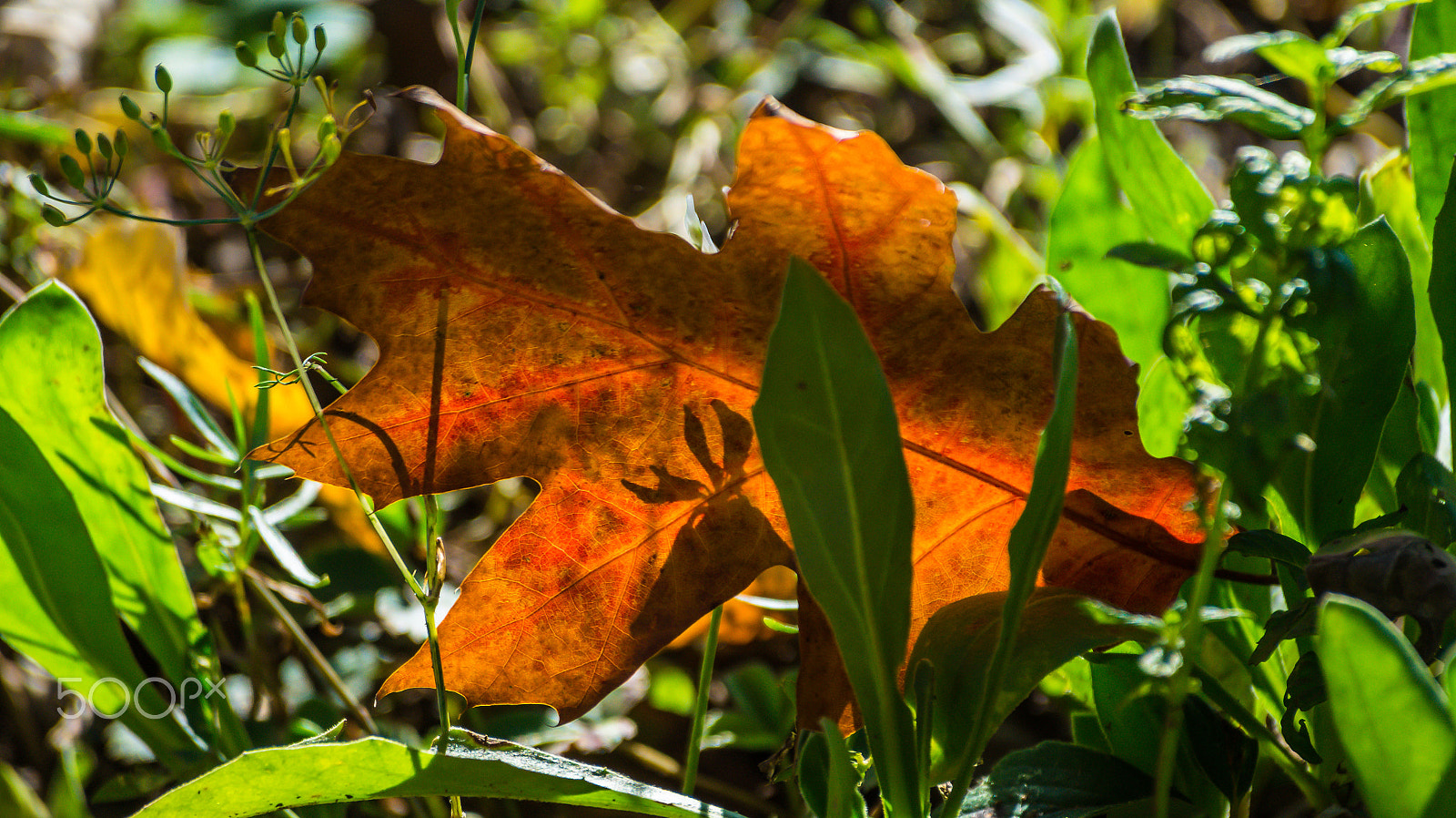 Sony 75-300mm F4.5-5.6 sample photo. Dsc photography