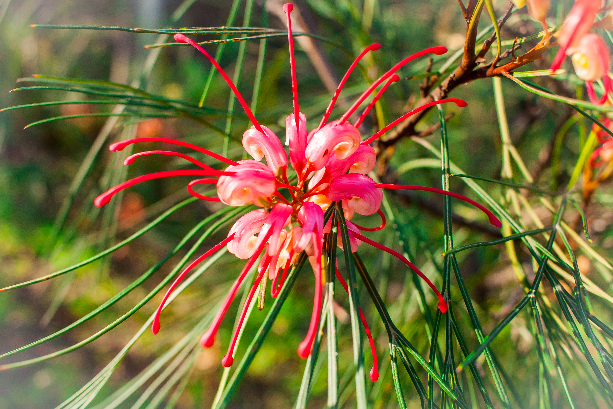 Canon EF-S 24mm F2.8 STM sample photo. Australian flower 1 photography