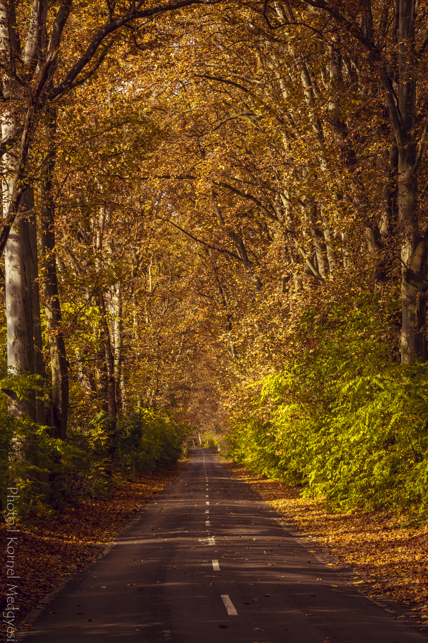 Tamron SP 24-70mm F2.8 Di VC USD sample photo. Wonderful autumn photography