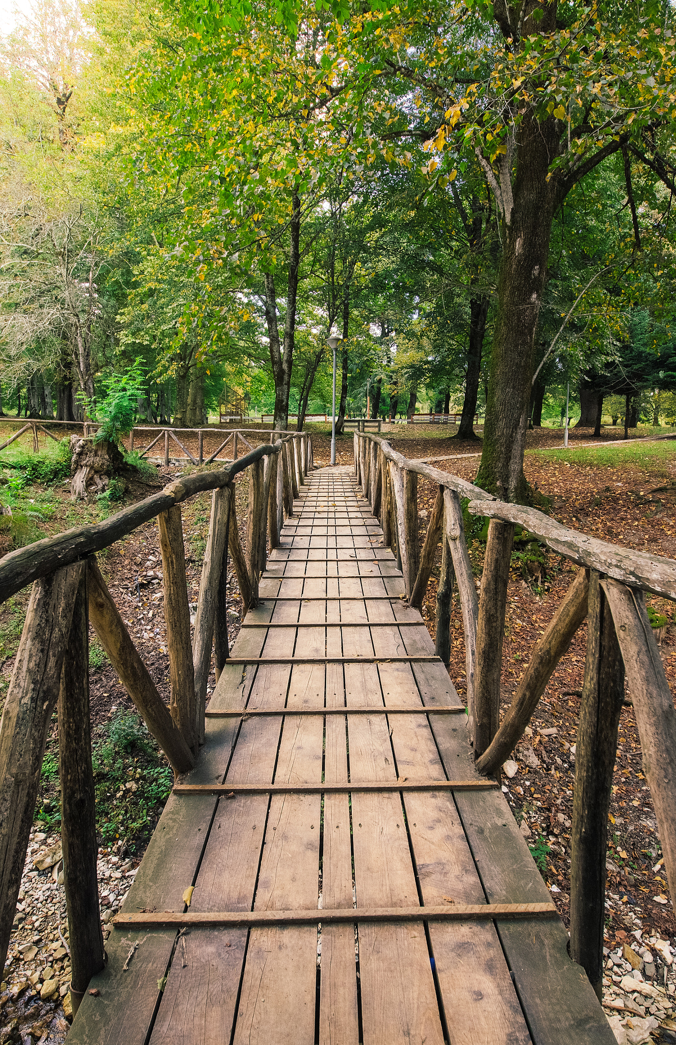 Sigma 12-24mm F4.5-5.6 II DG HSM sample photo. Into the woods photography