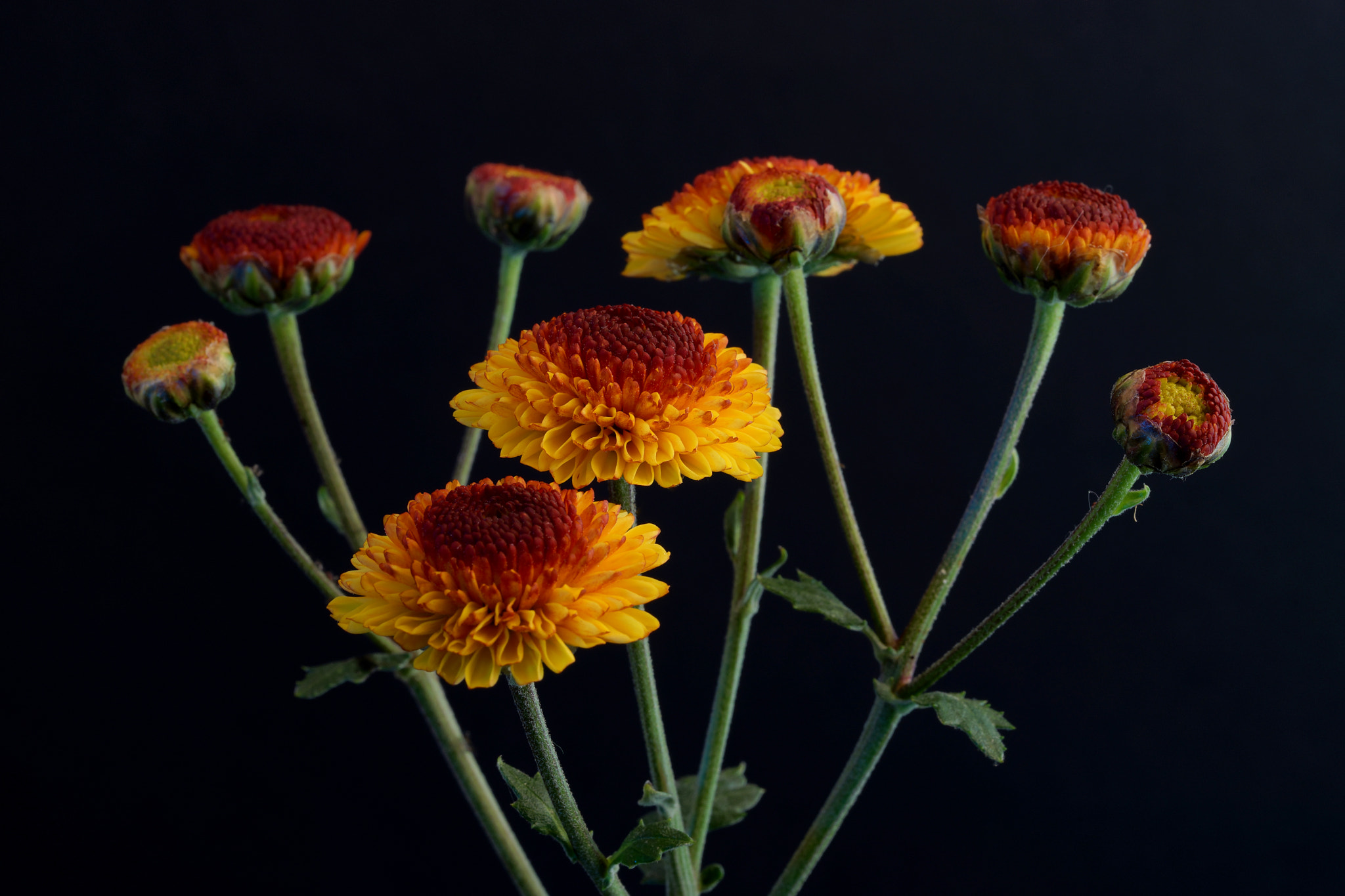 Sony a7 sample photo. Orange & red miniatures. photography