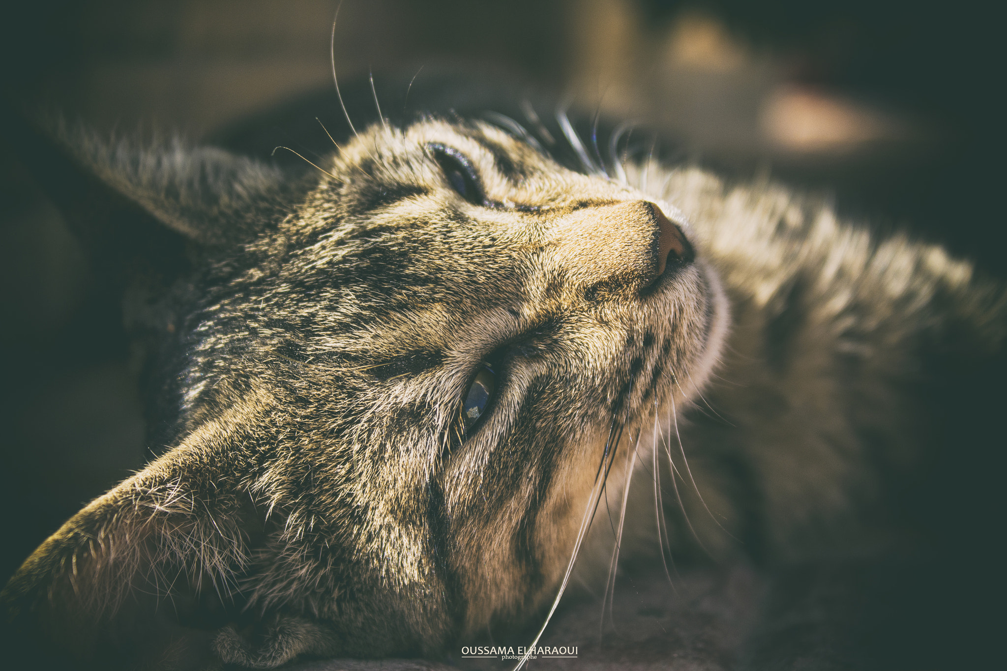 Canon EF-S 18-55mm F3.5-5.6 III sample photo. Cat photography