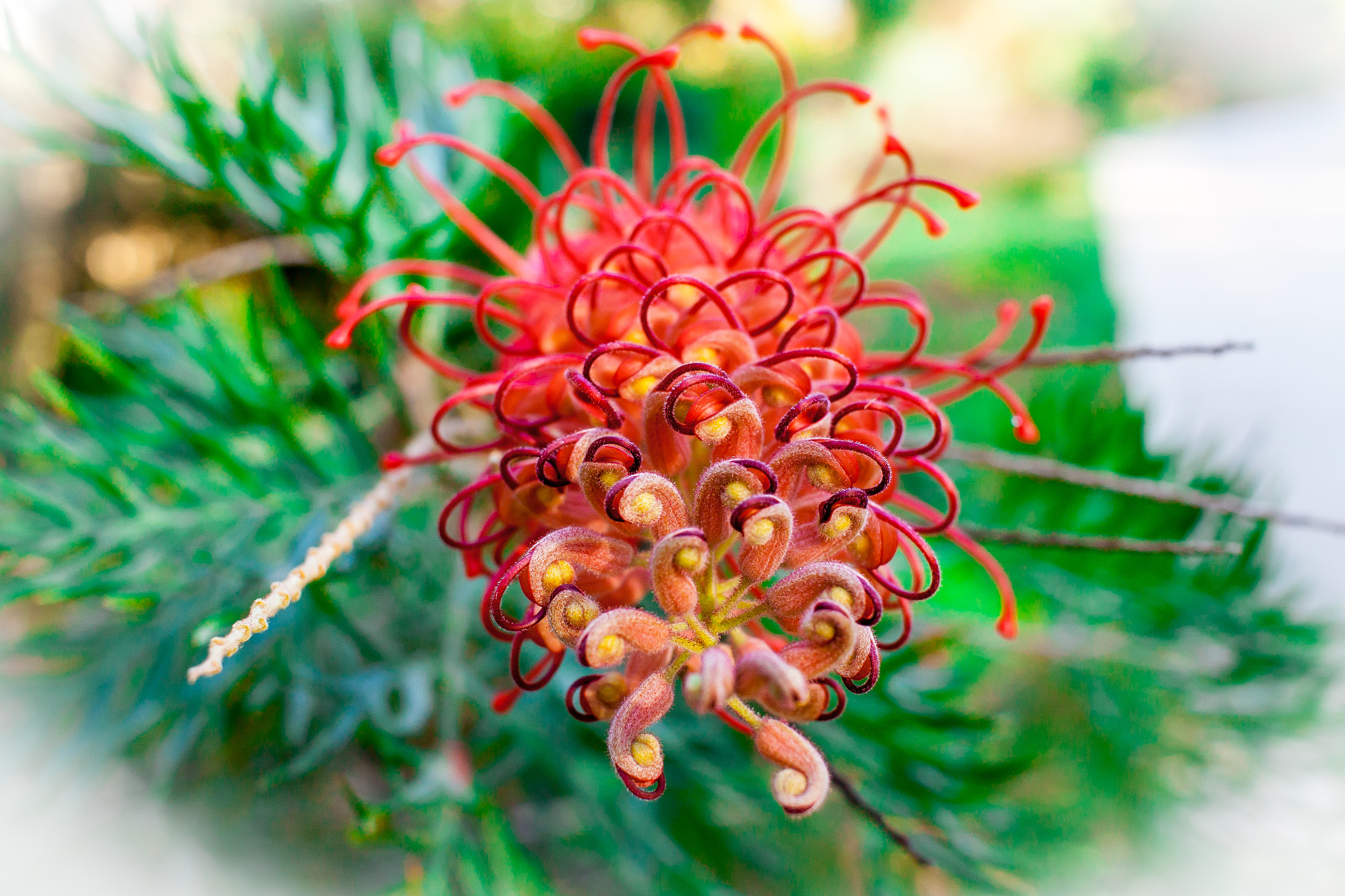 Canon EF-S 24mm F2.8 STM sample photo. Australian flower 2 photography