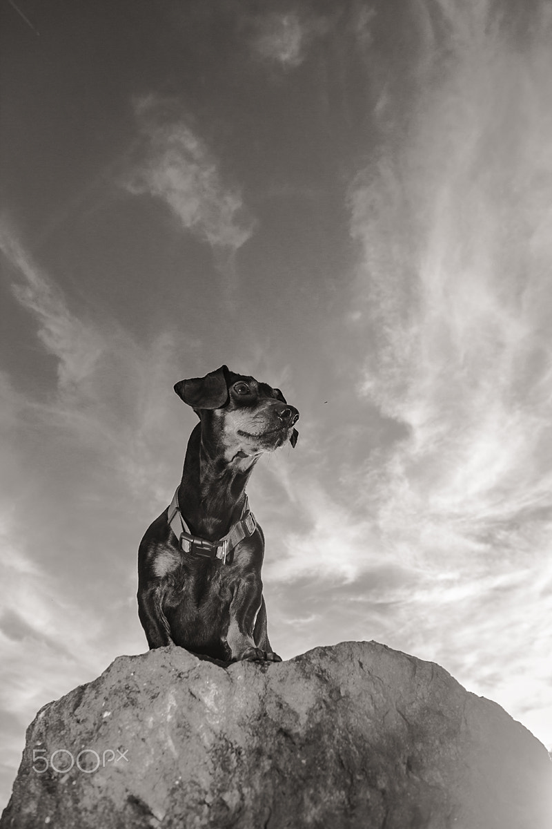 Canon EOS 60D sample photo. The king dog photography