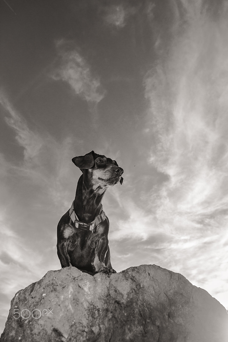 Tokina AT-X Pro 12-24mm F4 (IF) DX sample photo. The king dog photography