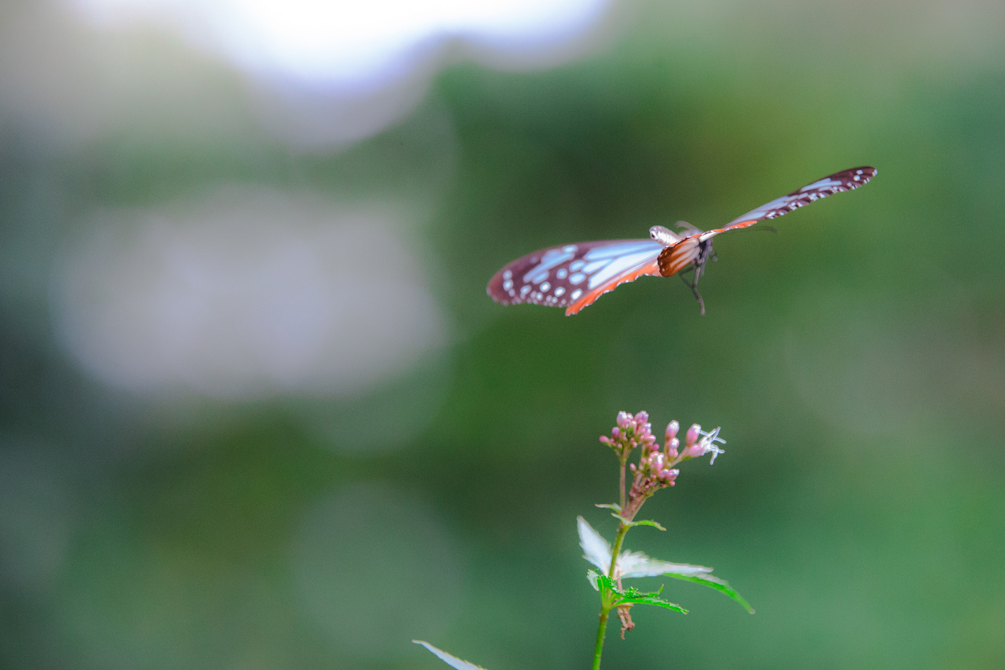 Canon EOS-1D X sample photo. Butterfly photography