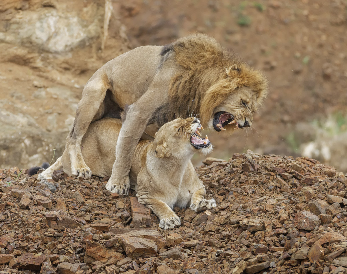 Canon EOS-1D X sample photo. Lions mating photography