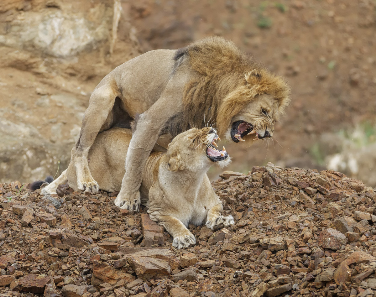 Canon EF 70-200mm F2.8L IS II USM sample photo. Lions mating photography