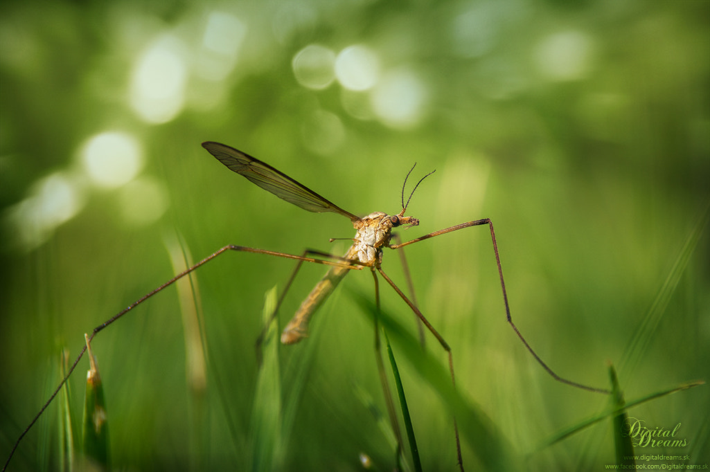 Pentax K-3 sample photo. Crane fly photography