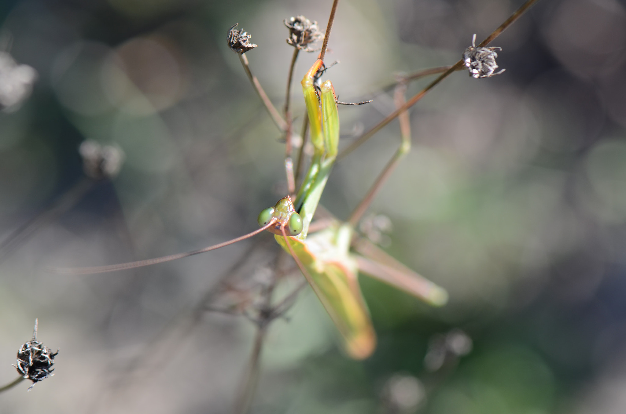 Nikon AF-S Micro-Nikkor 105mm F2.8G IF-ED VR sample photo. Religieuse ? photography