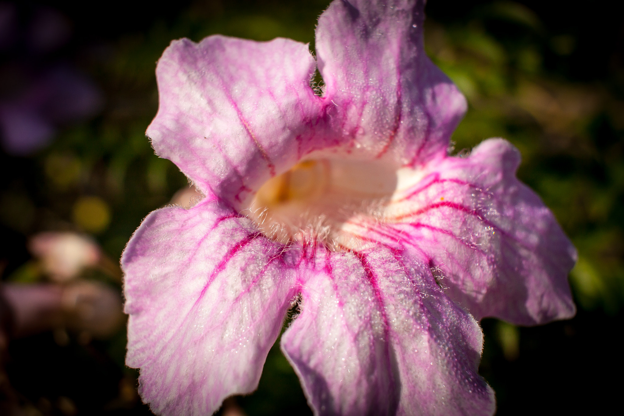 Canon EF-S 24mm F2.8 STM sample photo. Beauty photography