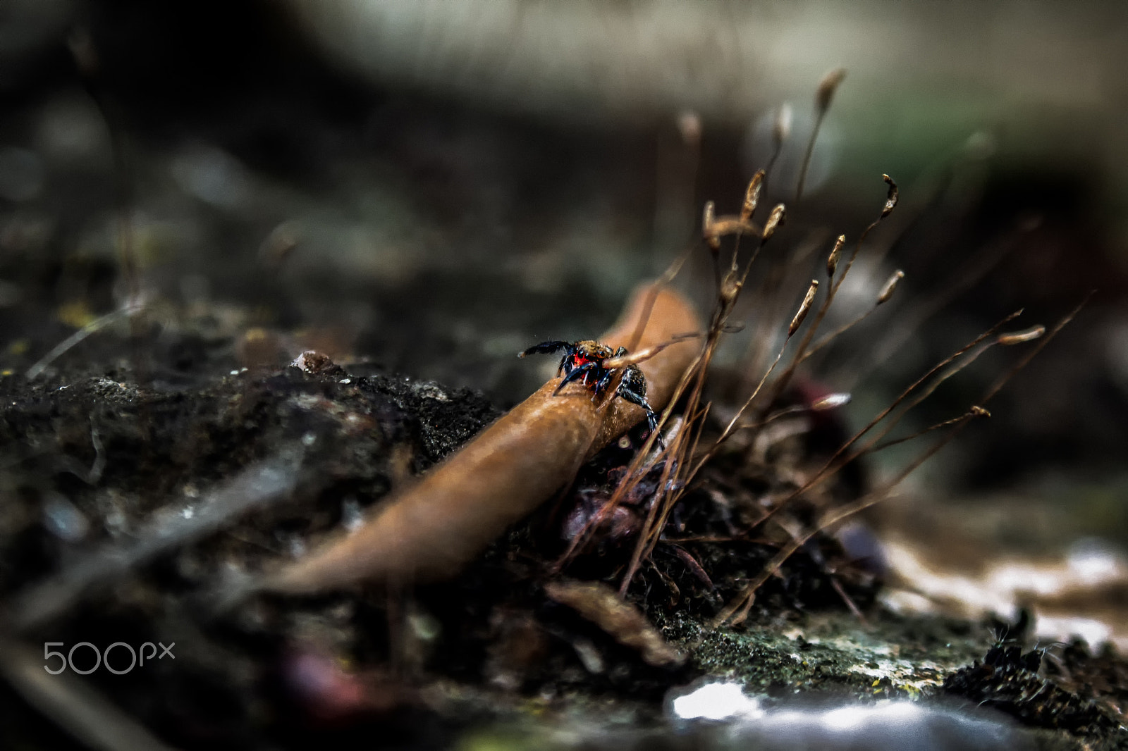 AF Zoom-Nikkor 28-105mm f/3.5-4.5D IF sample photo. The hunter! photography
