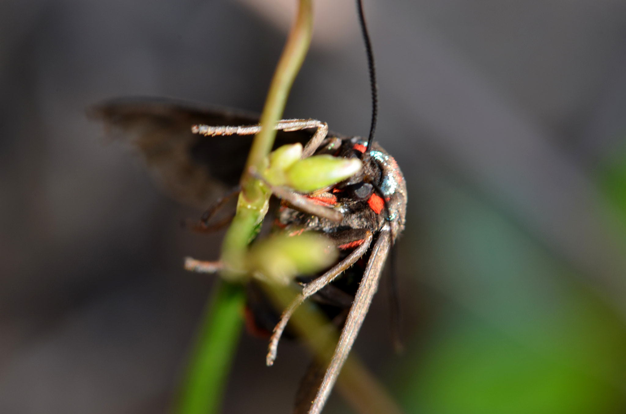 Nikon AF-S Micro-Nikkor 105mm F2.8G IF-ED VR sample photo. Red eyes butterfly bush photography