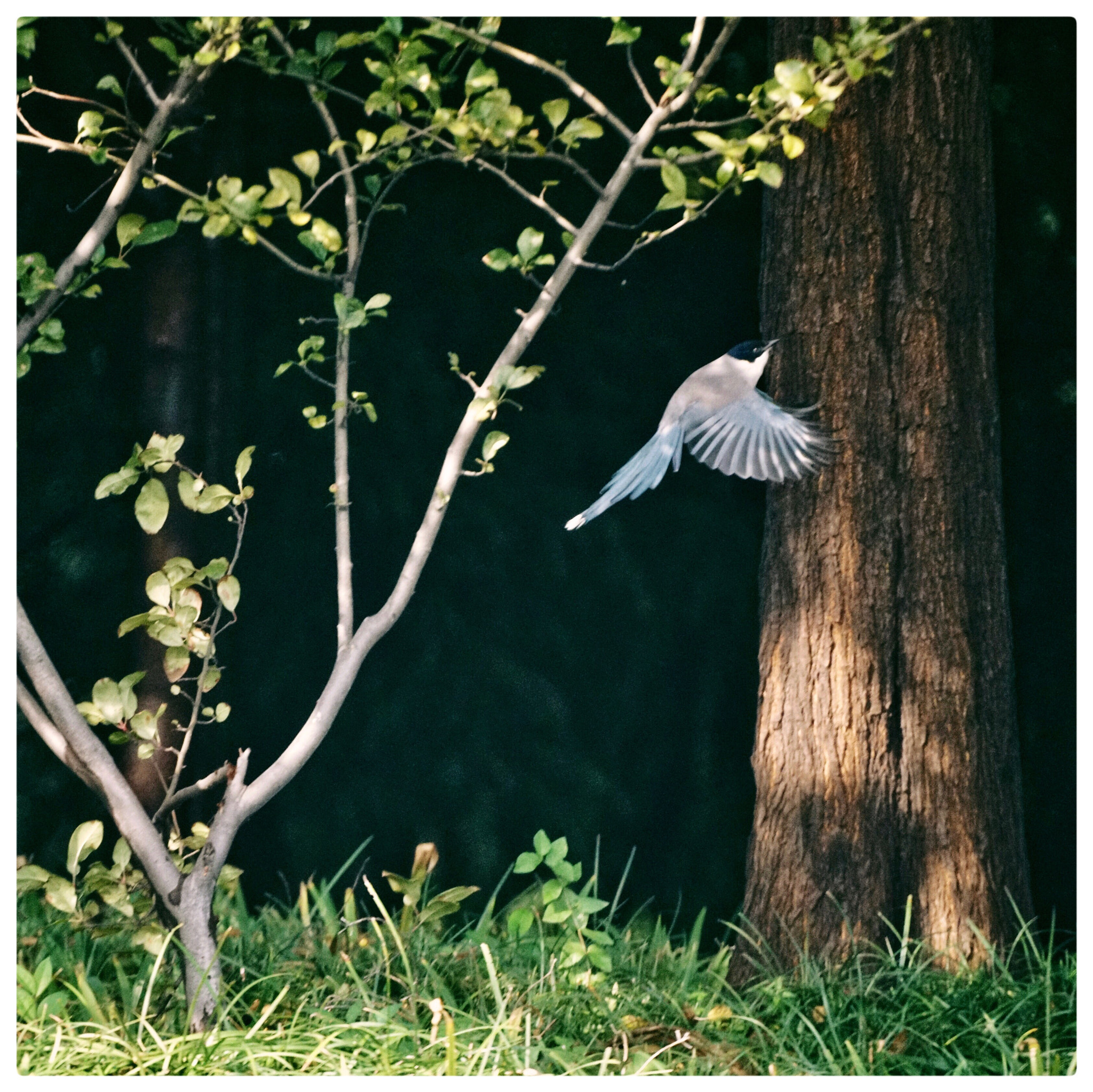 Sony 500mm F8 Reflex sample photo