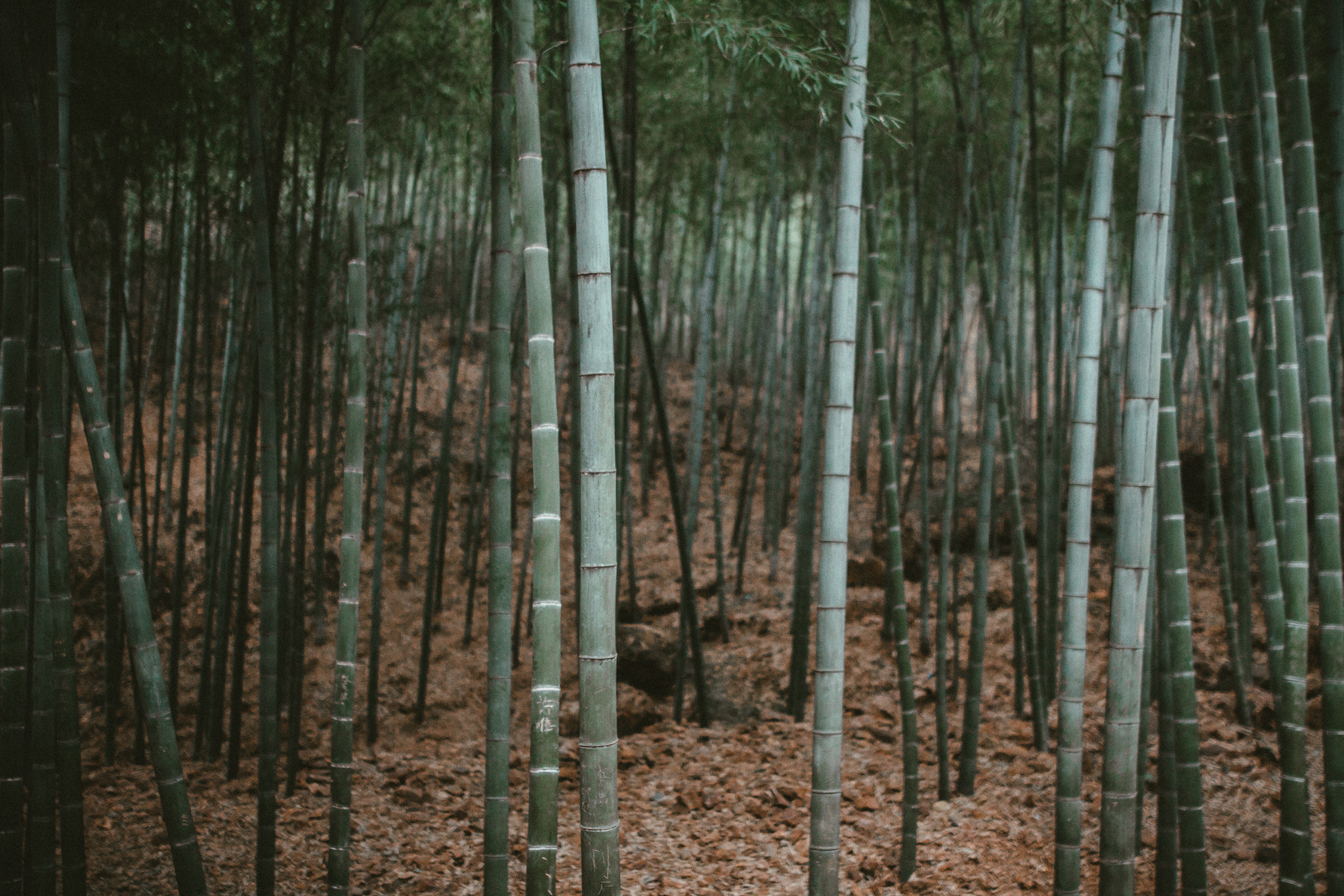Canon EOS 7D + Sigma 24mm F1.4 DG HSM Art sample photo. Forests // nanshan bamboo forest. photography