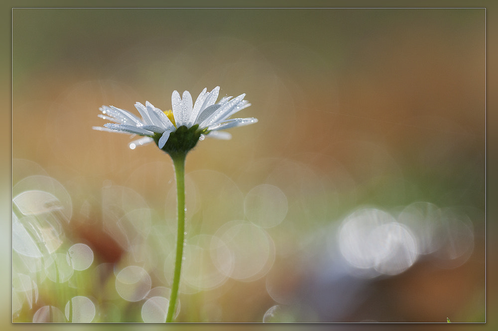 Nikon D300 + Sigma 150mm F2.8 EX DG OS Macro HSM sample photo. Daisy photography