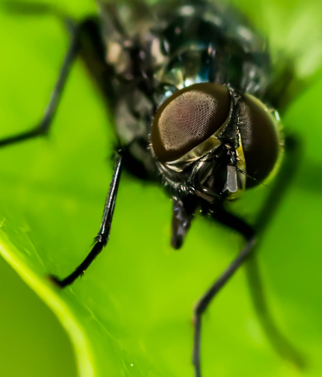 Tokina AT-X Pro 100mm F2.8 Macro sample photo. Macro photography