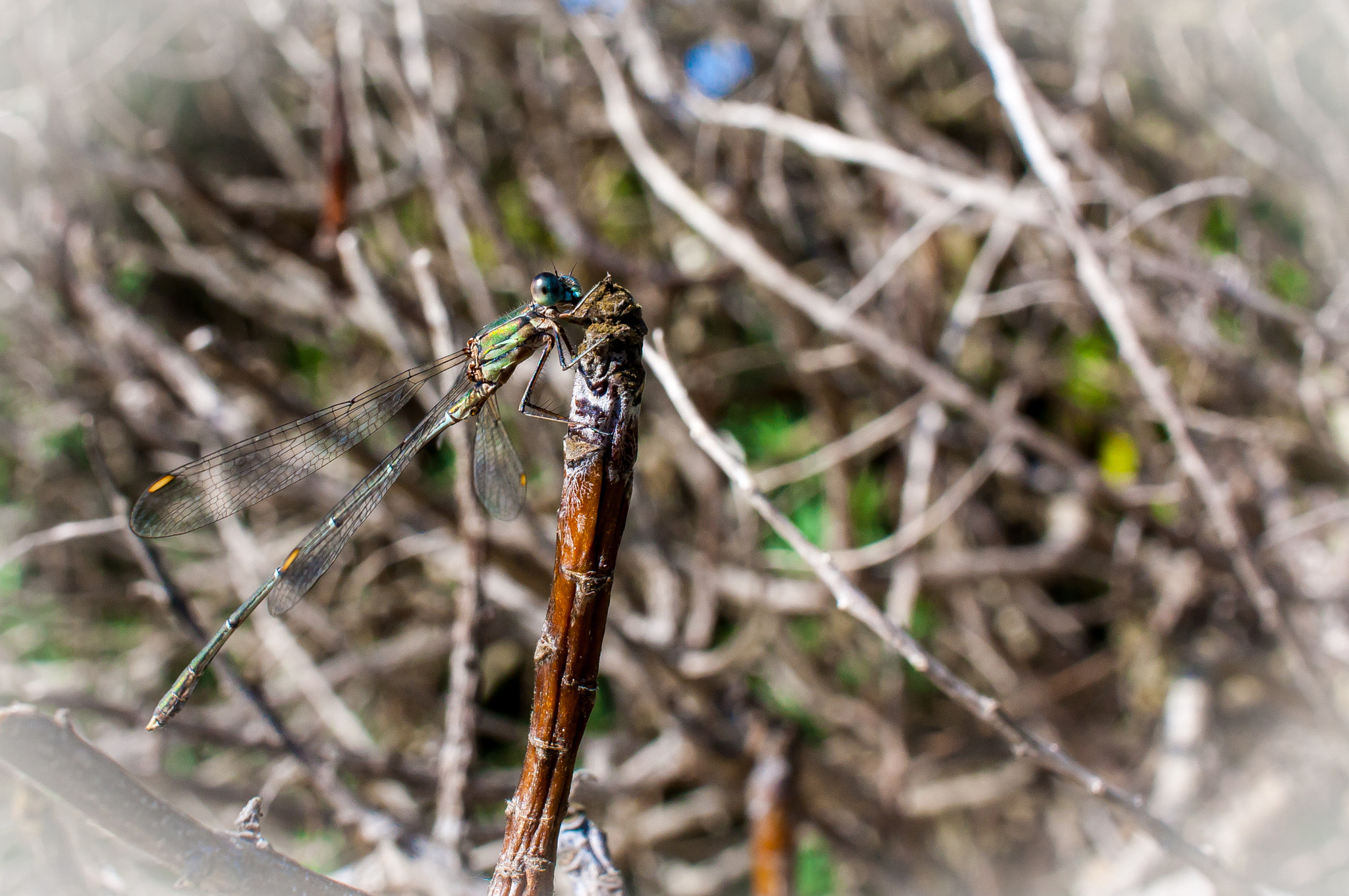 Canon EF-S 24mm F2.8 STM sample photo. Espantadimonis photography