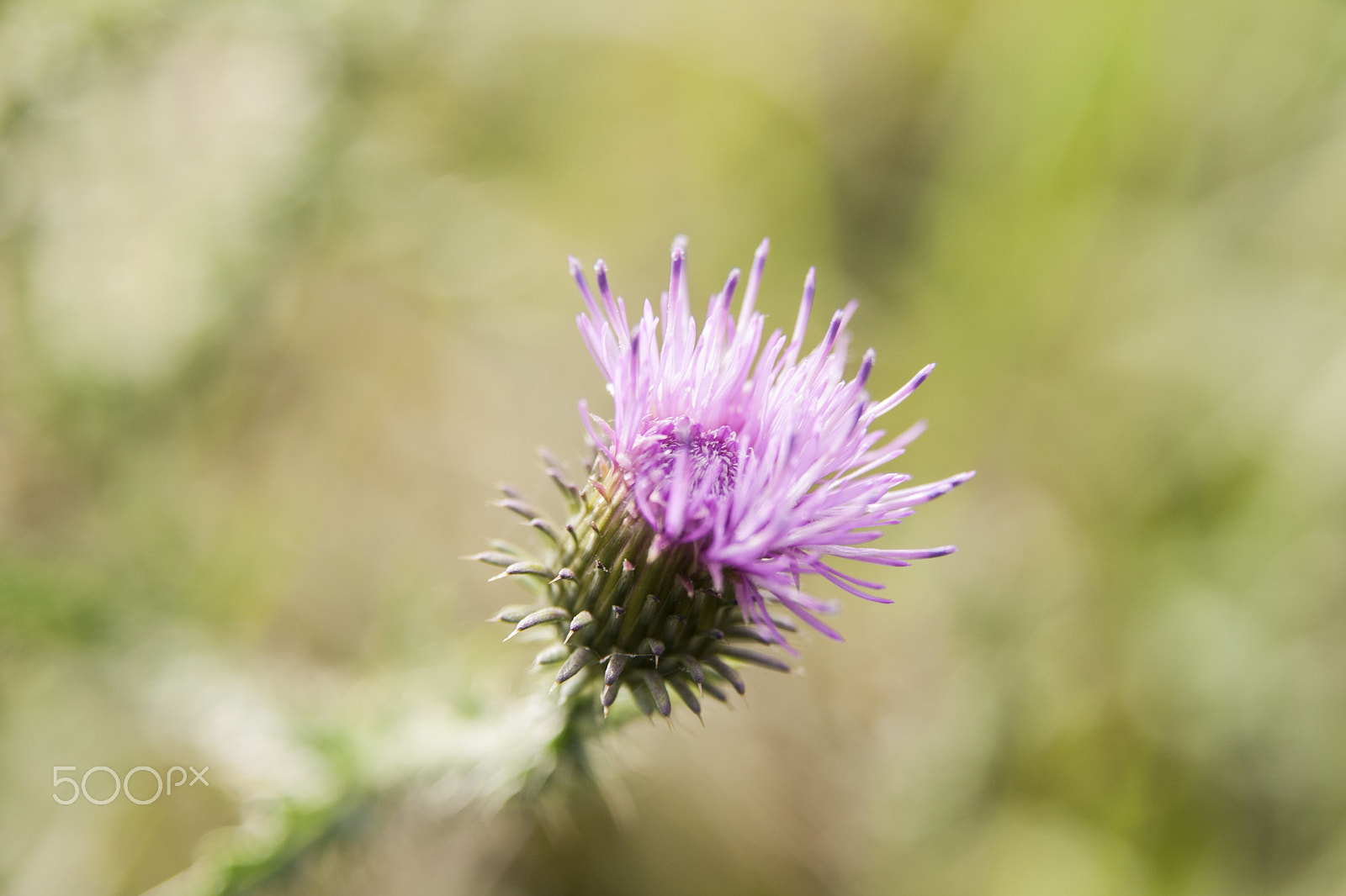 Sigma 17-70mm F2.8-4 DC Macro OS HSM sample photo. Cotton thistle photography