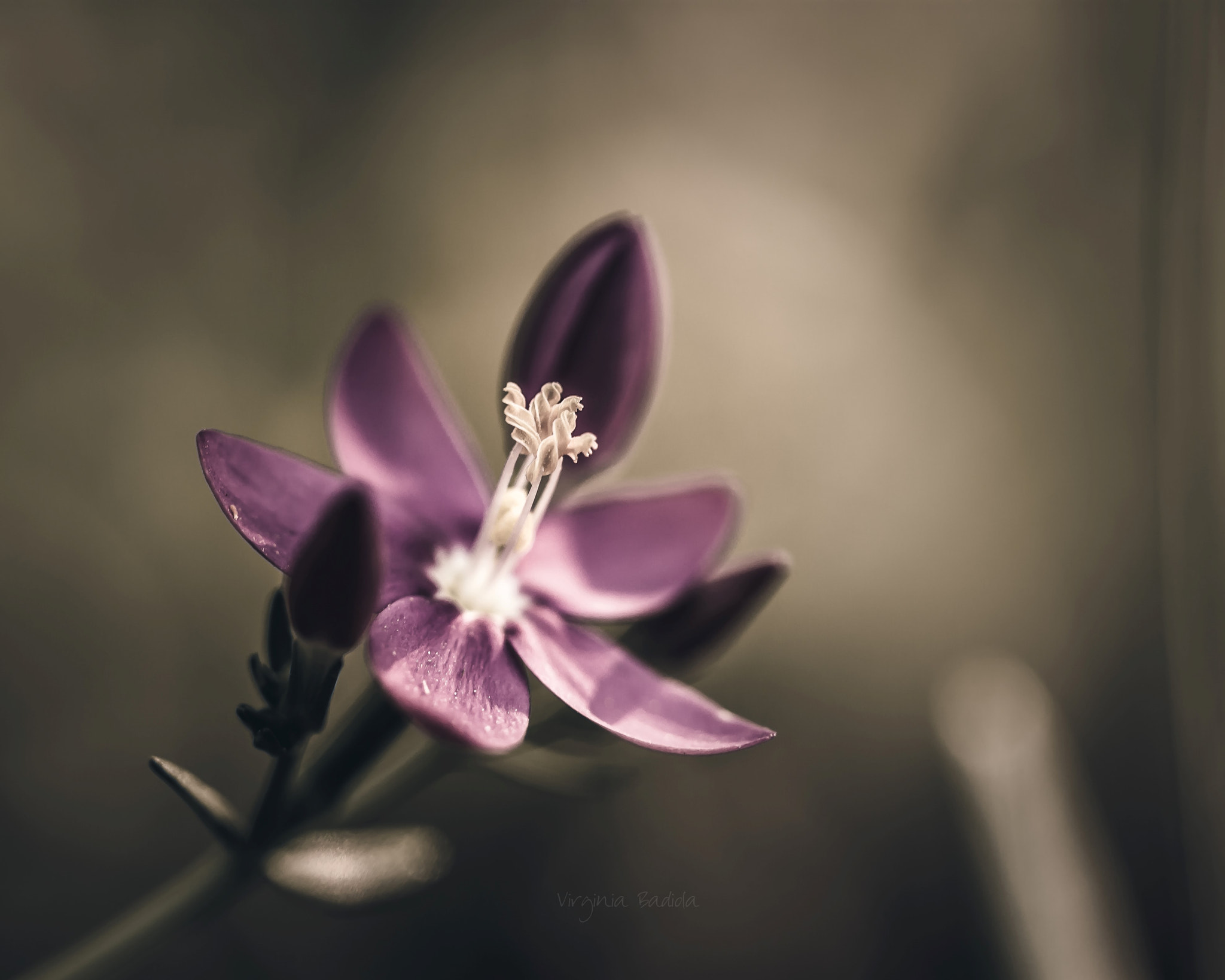 Canon EF-S 60mm F2.8 Macro USM sample photo. *** photography