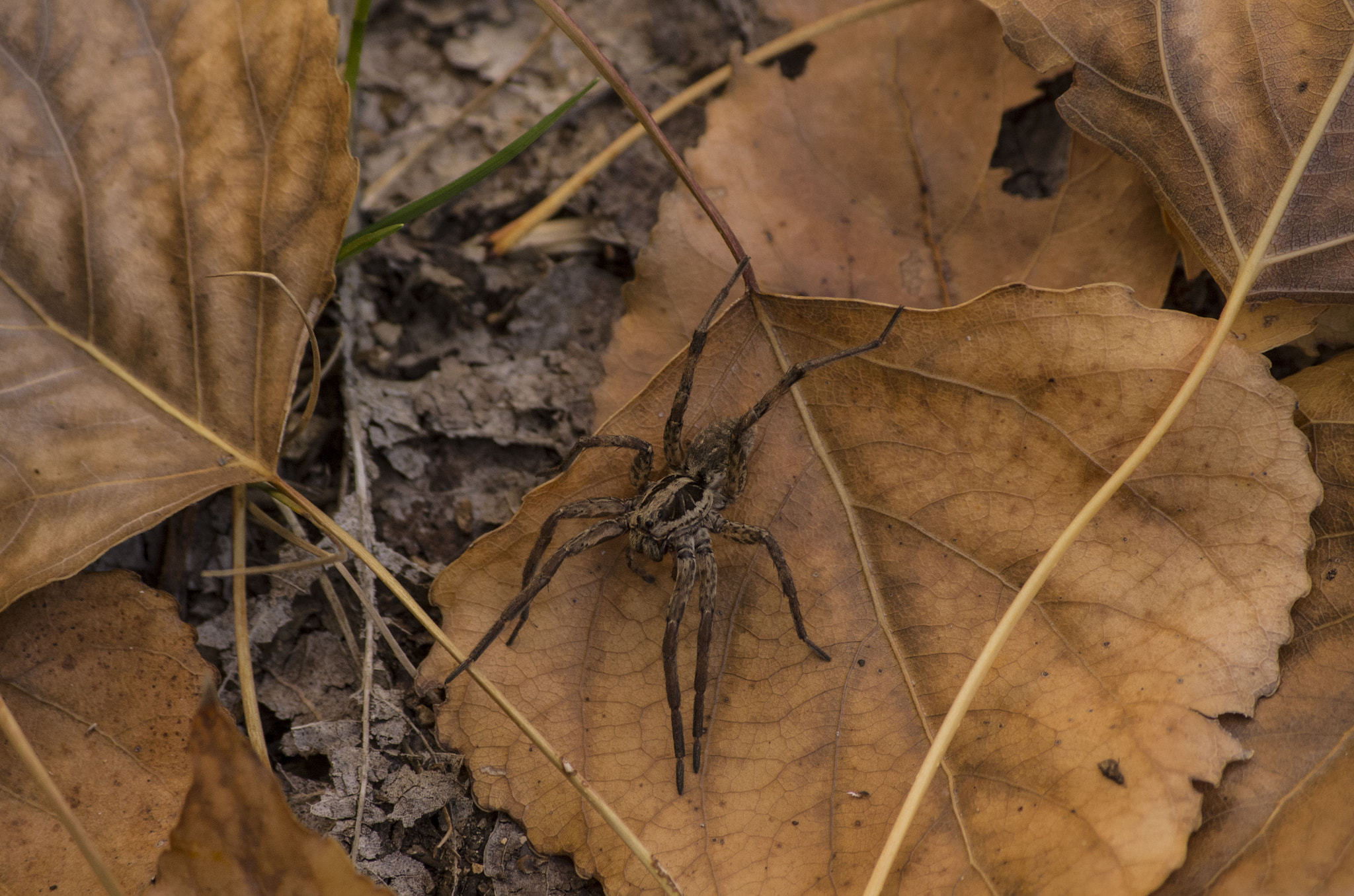 Pentax K-5 sample photo. Spider photography