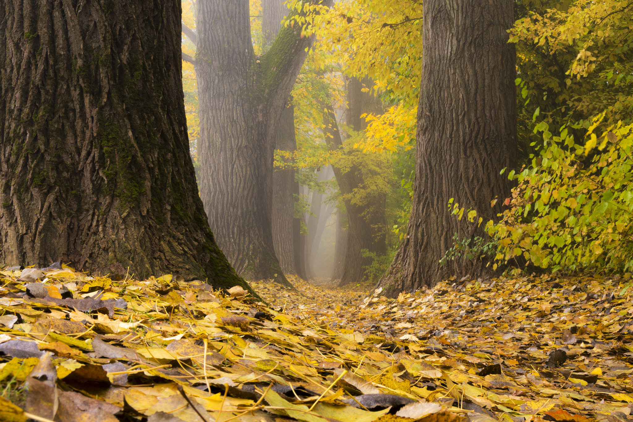 Sony ILCA-77M2 sample photo. The early leaf photography