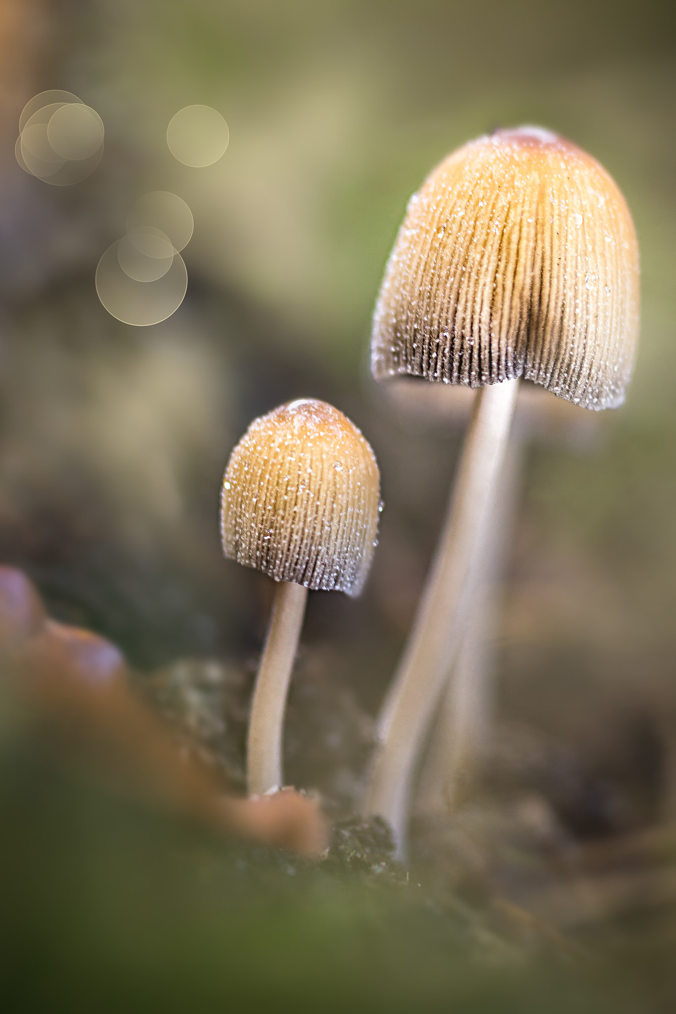 Canon EOS 6D + Sigma 105mm F2.8 EX DG Macro sample photo. Gewone glimmerinktzwam (coprinus micaceus) photography