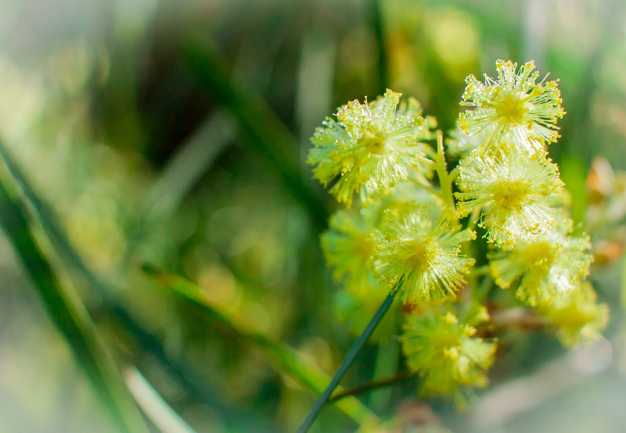 Canon EOS 450D (EOS Rebel XSi / EOS Kiss X2) sample photo. Mimosa, australian flower photography