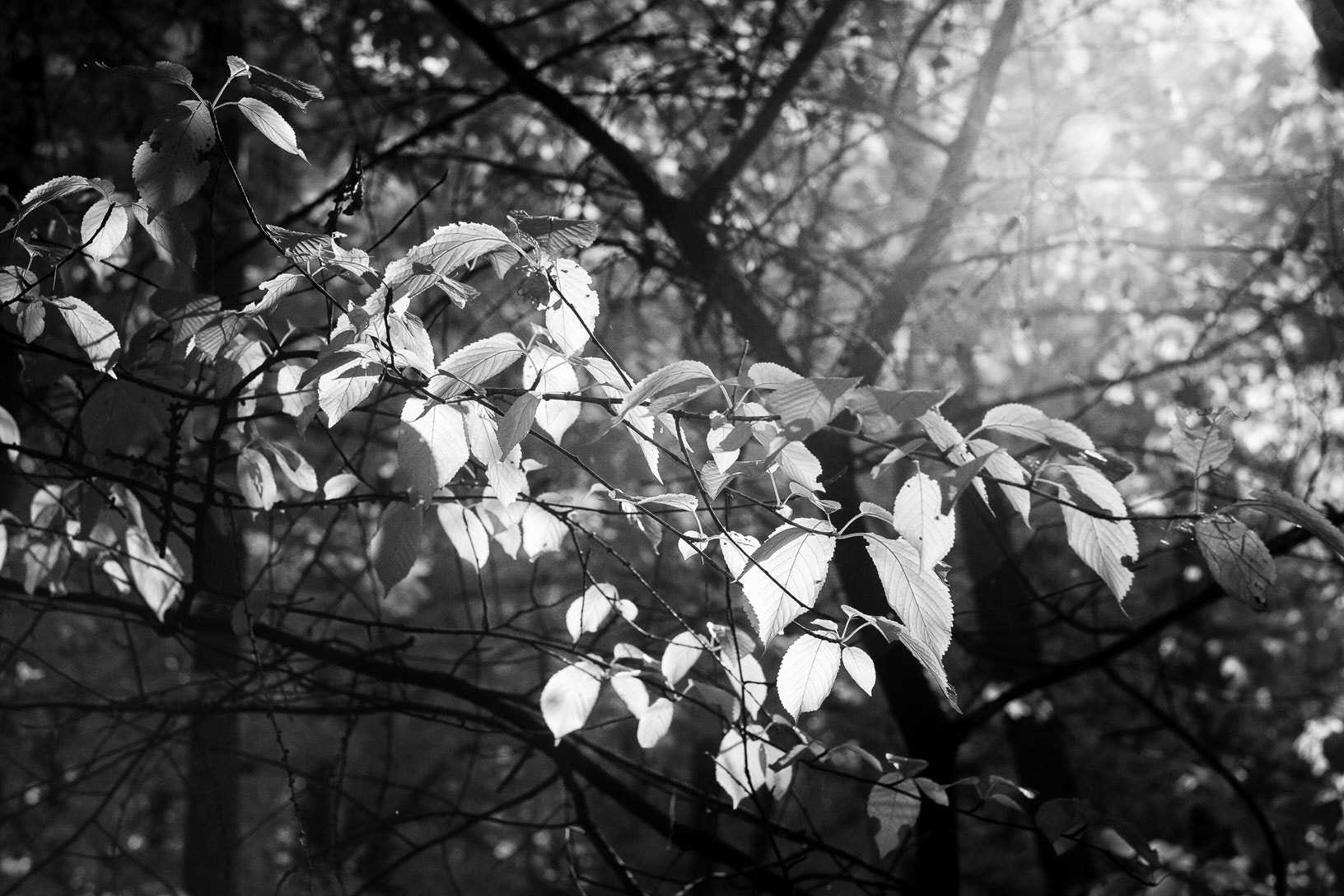 Fujifilm X-E1 + Fujifilm XF 56mm F1.2 R sample photo. Autumn light photography