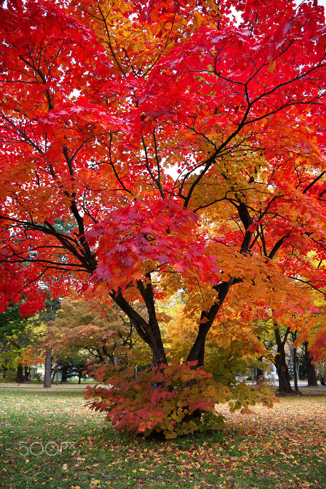VR 24-105mm F/4.0 G sample photo. Autumn colors photography