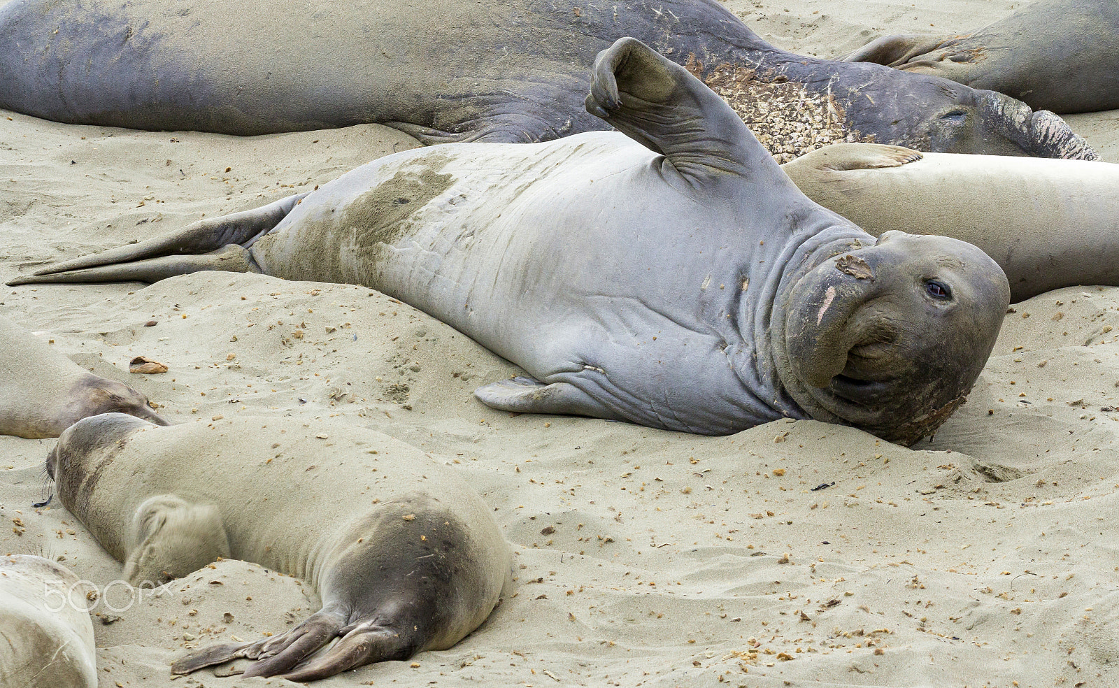 Canon EOS 60D + Canon EF 100-400mm F4.5-5.6L IS II USM sample photo. Elephant seals photography
