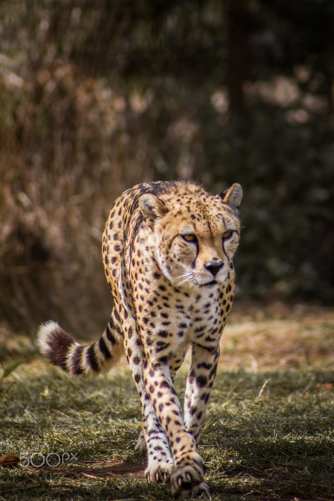 Canon EF 70-210mm f/3.5-4.5 USM sample photo. The cheetah photography