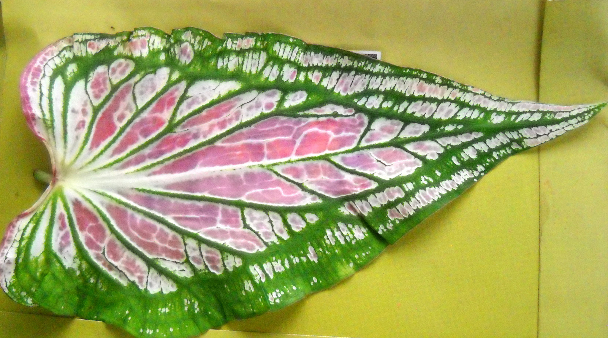 Nikon Coolpix L20 sample photo. Leaf beauty of texture photography