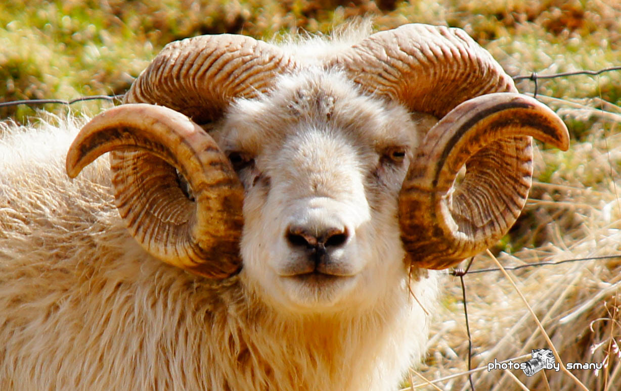 Sony SLT-A55 (SLT-A55V) sample photo. Iceland sheep photography