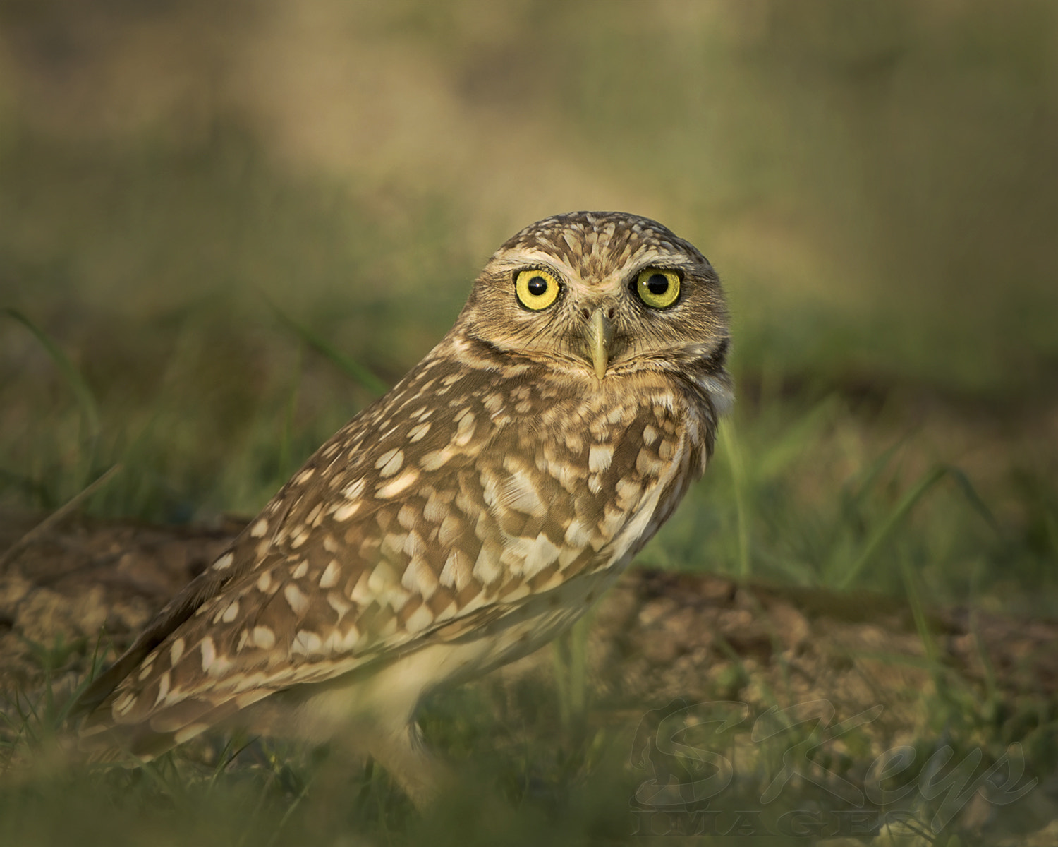 Nikon D7200 + Sigma 500mm F4.5 EX DG HSM sample photo. Evening eyes (burrowing owl) photography