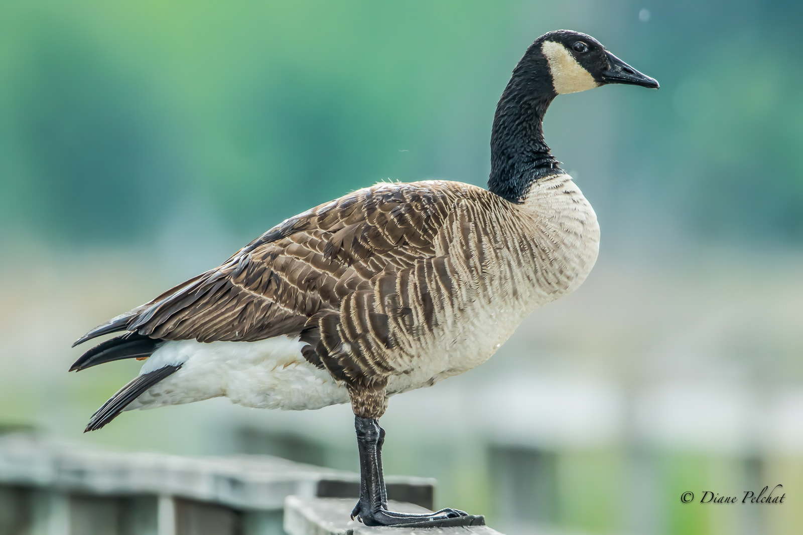 Canon EF 300mm F2.8L IS II USM sample photo. Portrait of a canada goose photography