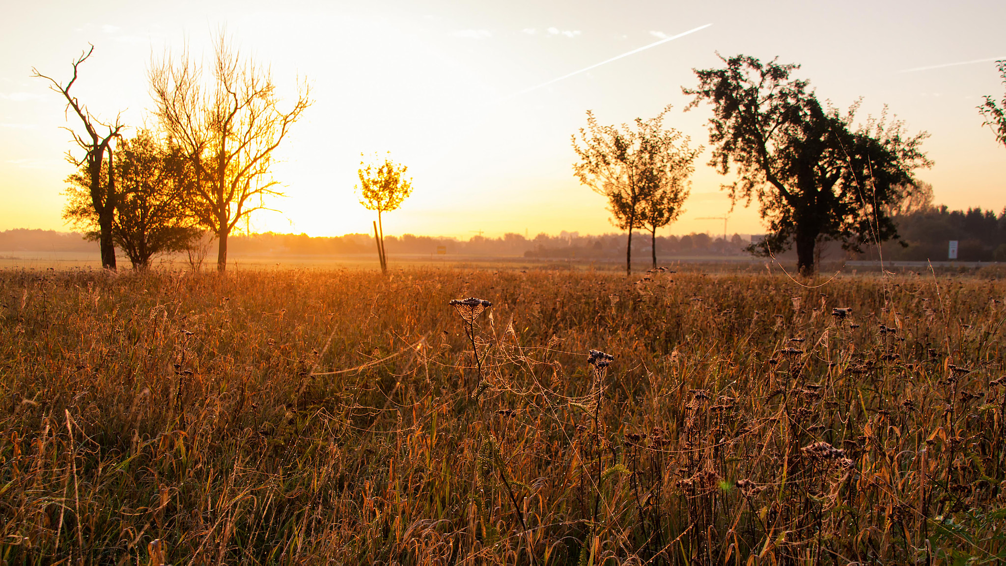 Nikon D5000 + Sigma 18-200mm F3.5-6.3 DC OS HSM sample photo. Golden october morning photography